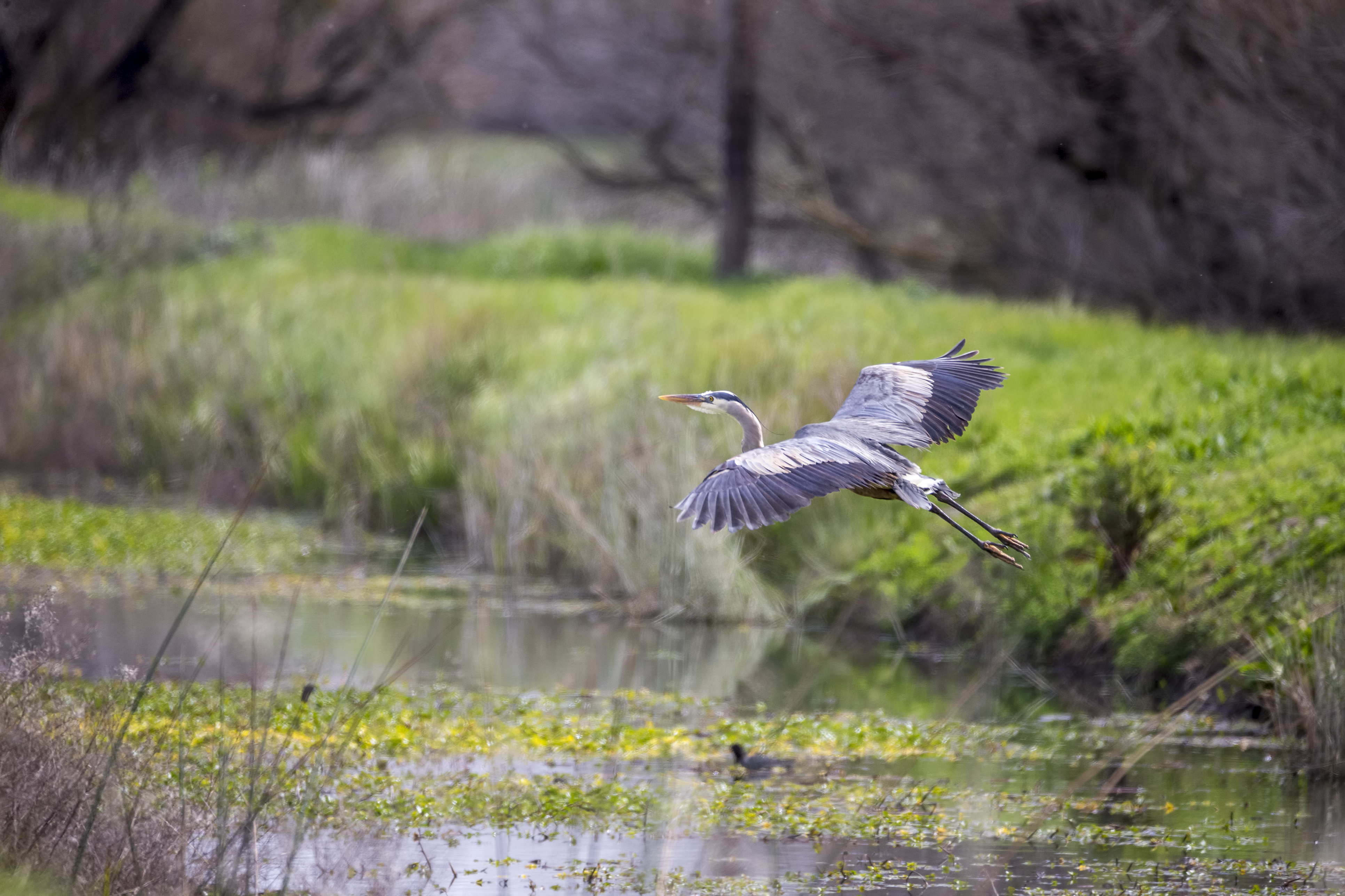 migratory bird flying low over wetlands