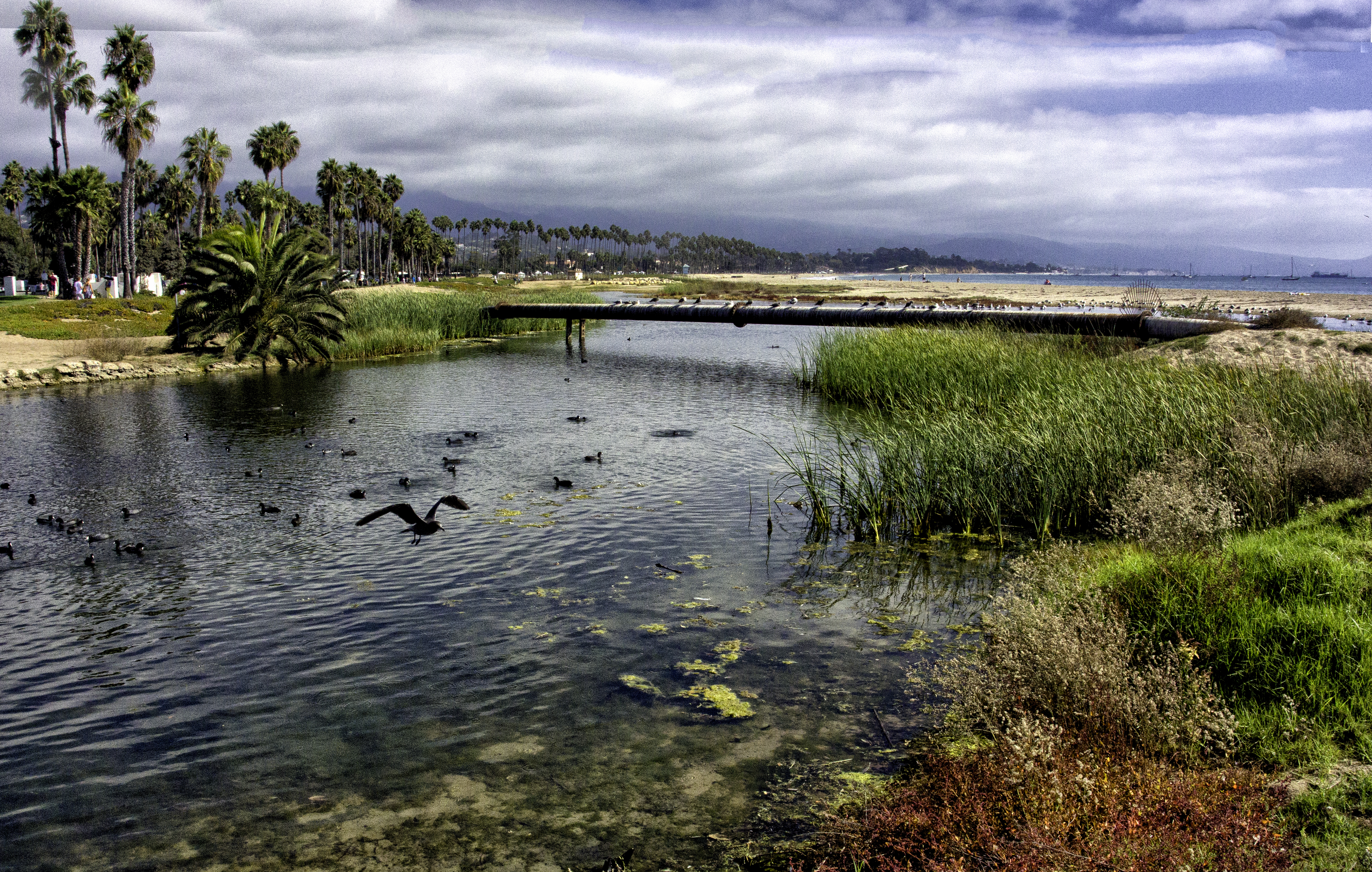 birds swim in coastal lagoon