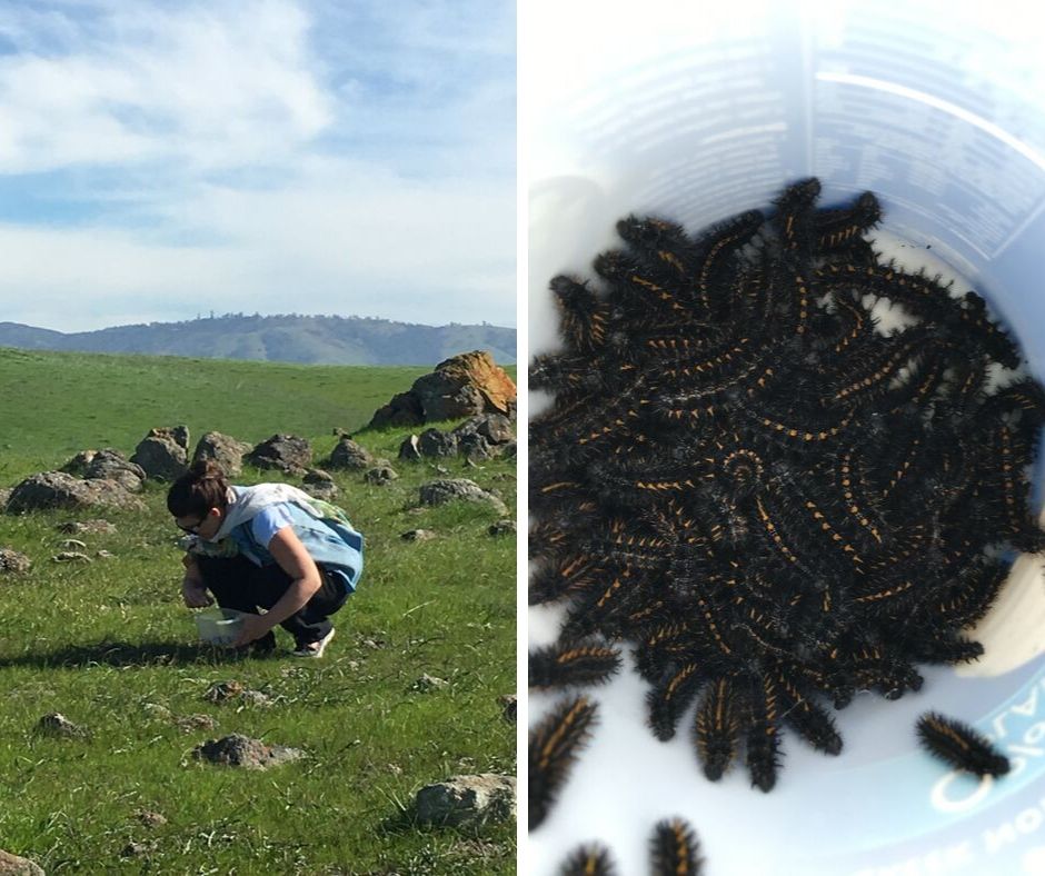 Two images side by side. On the left, a woman crouches in a field, examining the ground. On the right, a close up of Bay Checkerspot butterfly caterpillars.
