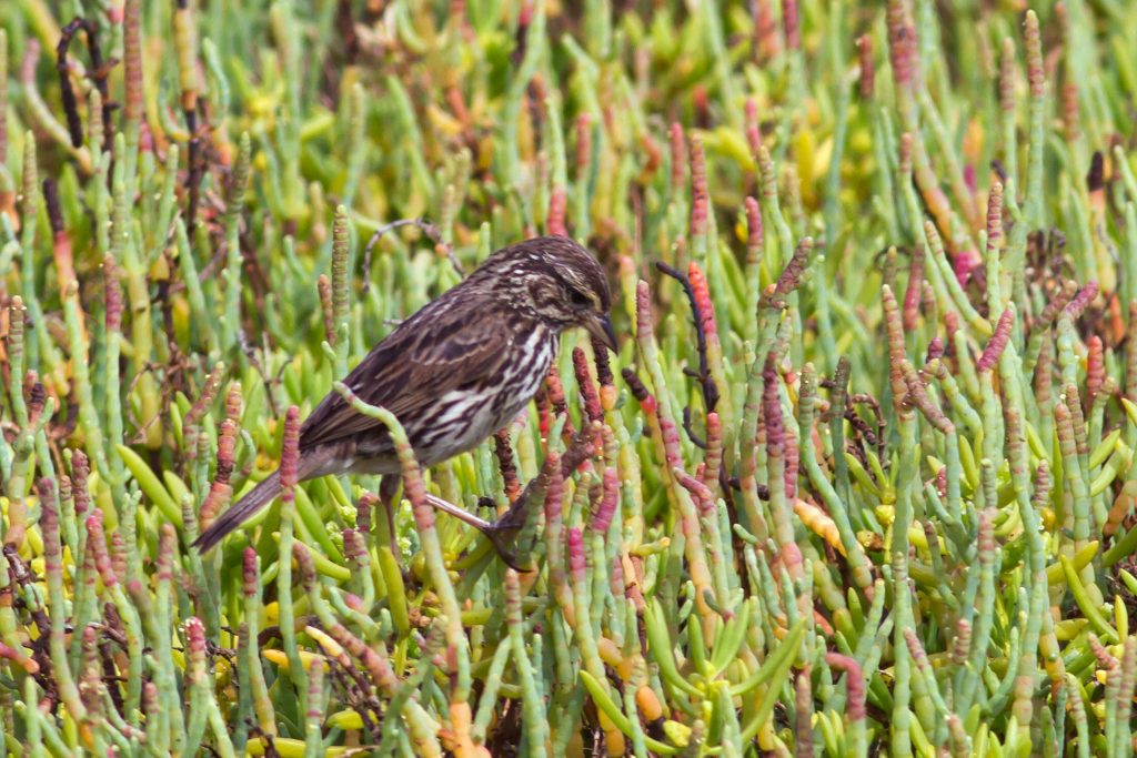 Belding’s savannah sparrow
