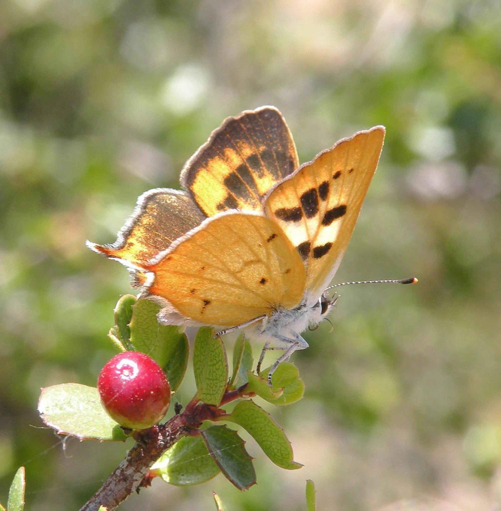 Hermes copper butterfly