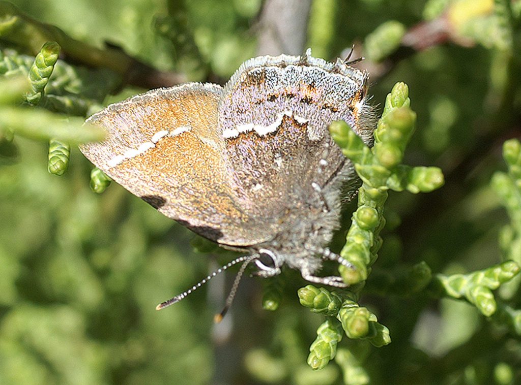 Thorne’s hairstreak butterfly
