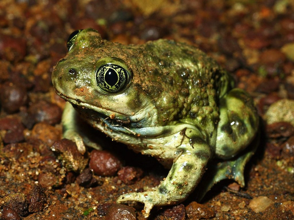 Western spadefoot toad