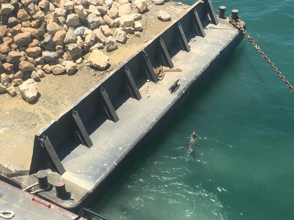 A sea lion swims near a barge covered in rocks for the Wheeler North Reef expansion project.