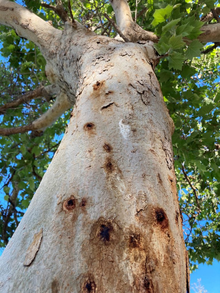 Tree exhibiting signs of ISHB, including oily bark staining and white powder on trunk.