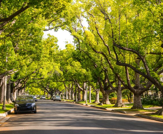 Urban Forestry | Dudek Services