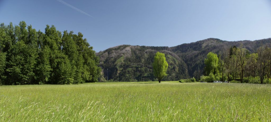 Panoramic image of The Shire, a verdant, grassy field, with trees and mountains in the background.