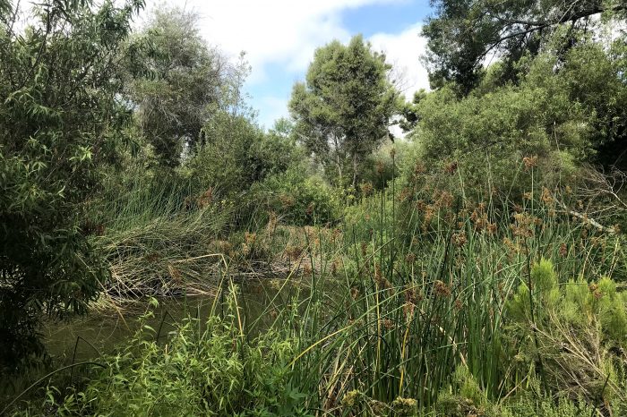 Lush habitat on the site of the Stadium Wetlands Restoration in Mission Valley, San Diego, California.