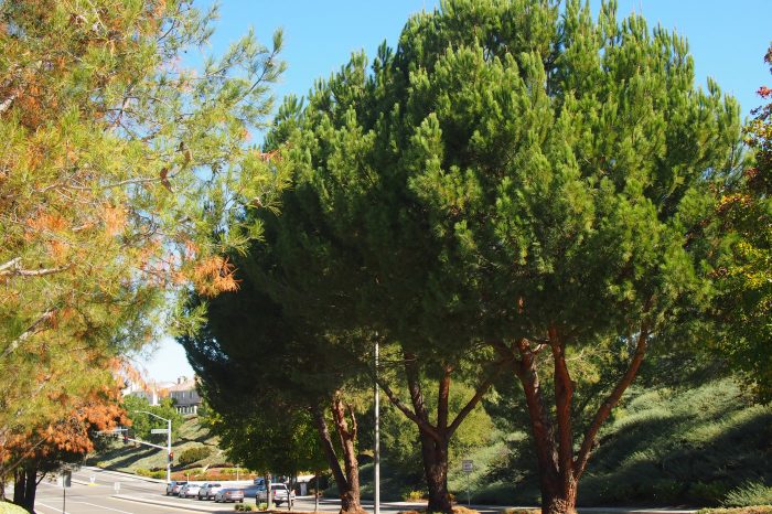 Trees in a street median in Temecula's urban forest