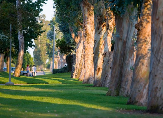 Row of eucalyptus trees in the city of irvine, for whom Dudek performed a tree risk analysis