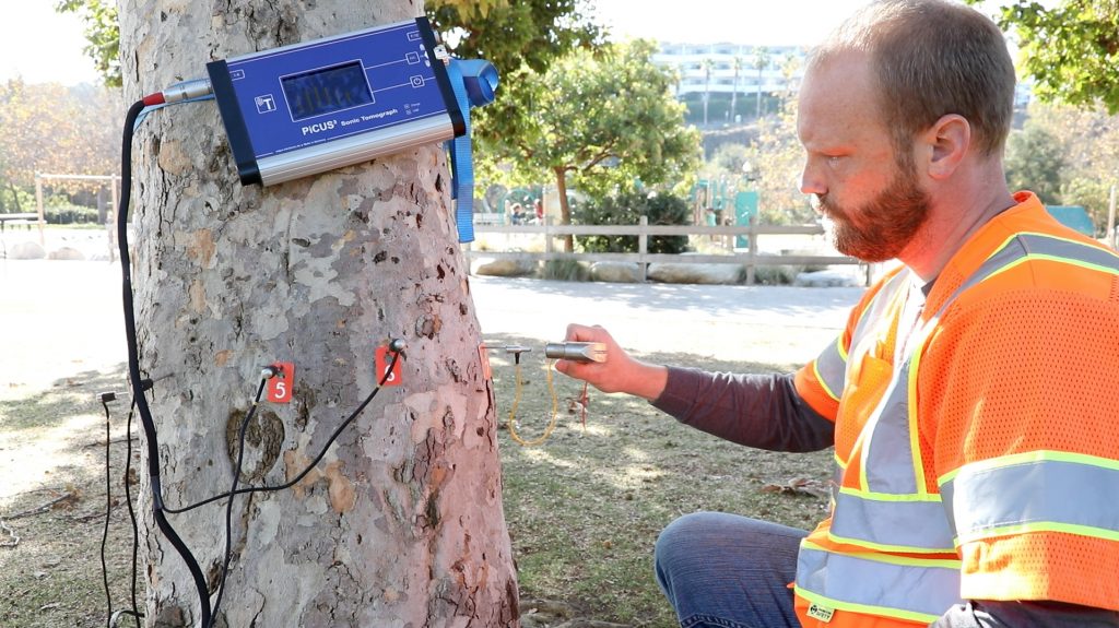 Dudek arborist performs sonic tomography on a tree.