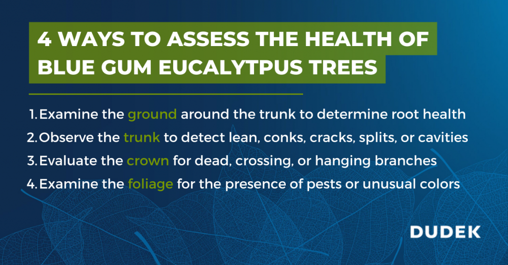Graphic explaining the 4-step process to assess the health of blue gum eucalyptus trees. 1. Examine the ground around the trunk to determine root health
2. Observe the trunk to detect lean, conks, cracks, splits, or cavities
3. Evaluate the crown for dead, crossing, or hanging branches
4. Examine the foliage for the presence of pests or unusual colors