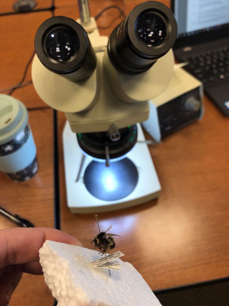 Overhead shot of microscope with a bumble bee specimen.