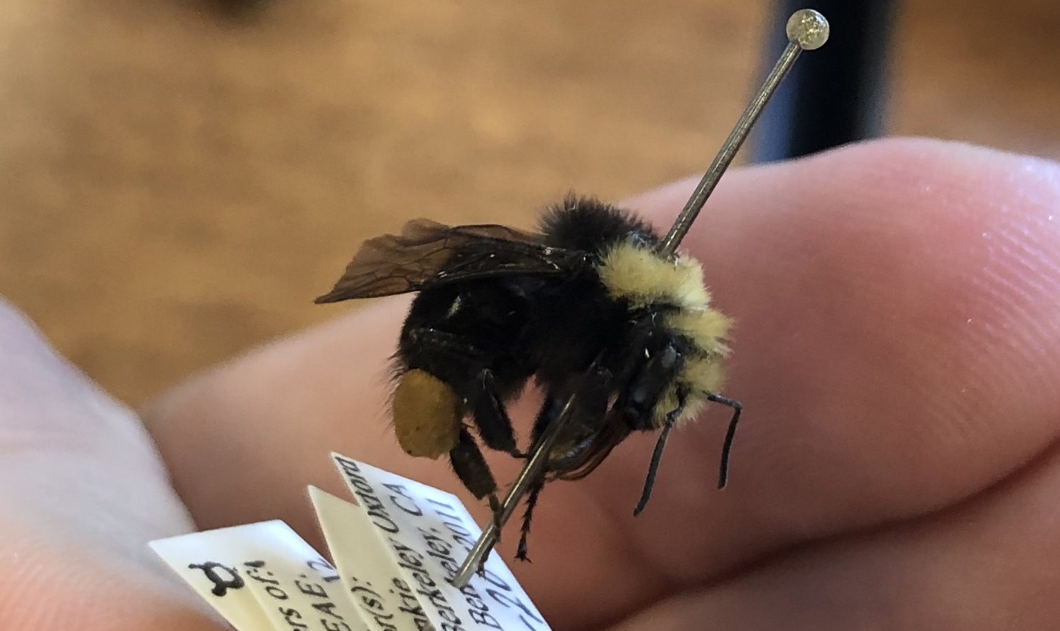 Bumble Bees May Be Eligible for Listing under California ESA