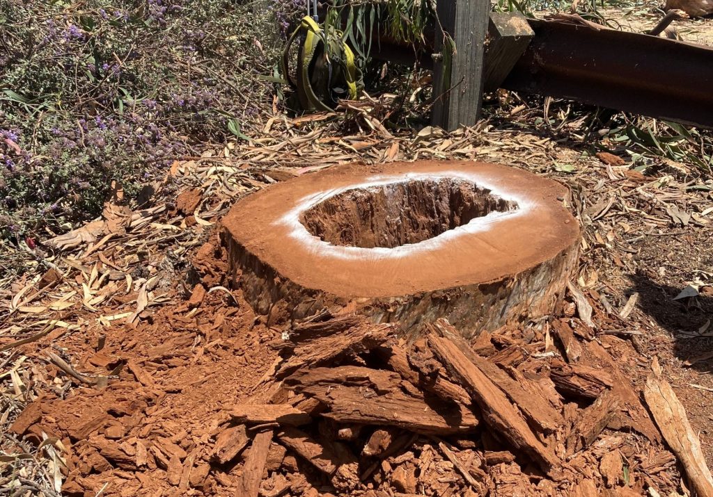 Tree trunk that has been cut close to the ground. There is a large circular cavity in the center of the trunk that has been ringed with white spray paint.