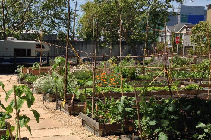 Community garden in the Eastern Coachella Valley, the subject of the Eastern Coachella Valley Action Plan for Climate Resilience