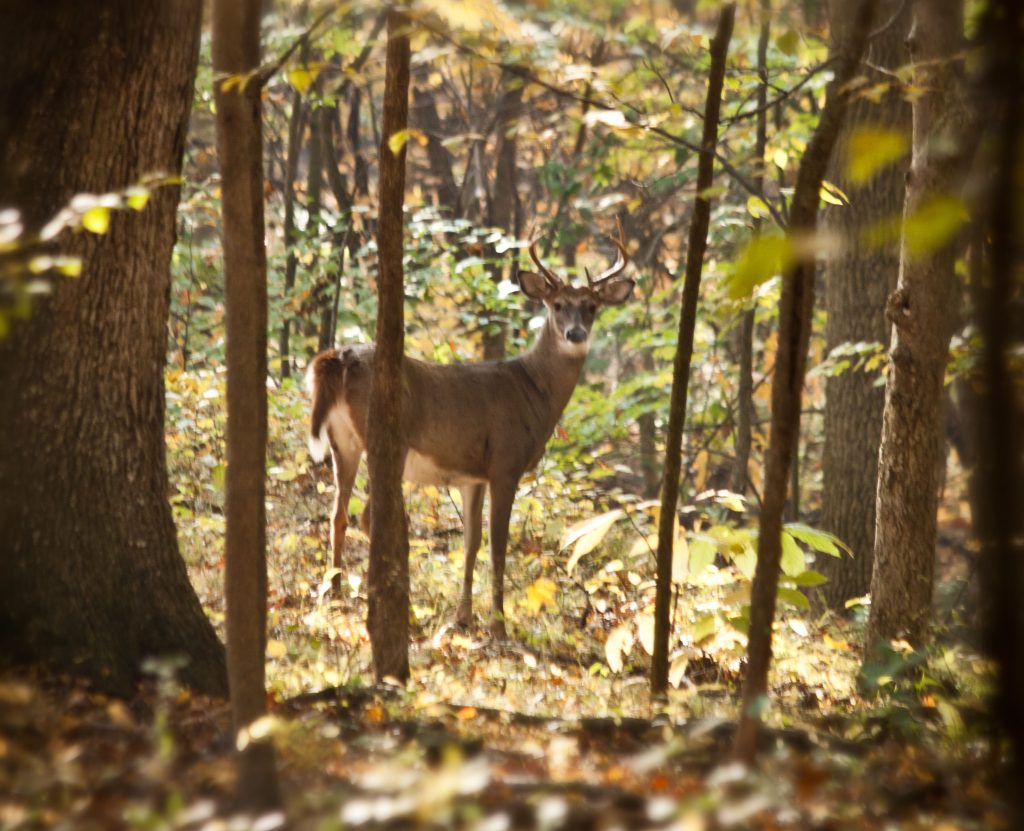 A white-tailed deer stands amongst trees in a forest.