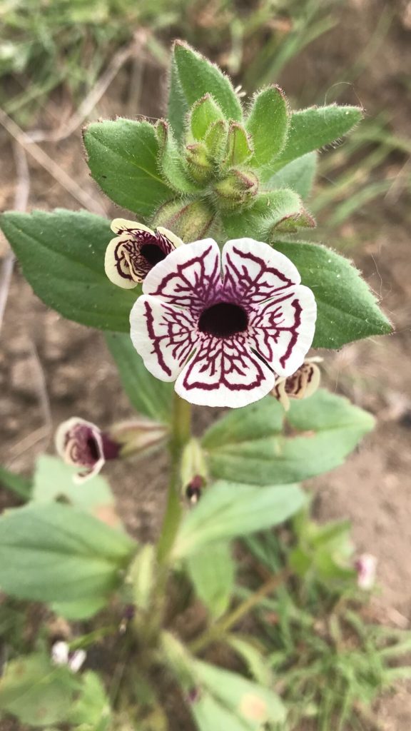 Calico monkeyflower found during a rare plant survey. The flower has five white petals with maroon markings.