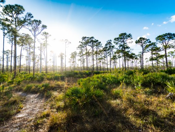 South Florida pines and wetlands in palm beach county