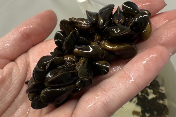 Golden mussel